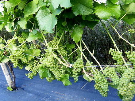 Characteristics:excellent for white wine, some bunch rot